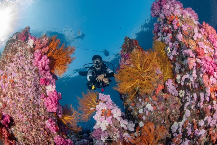 Plongée sous-marine à Koh Lipe Thaïlande