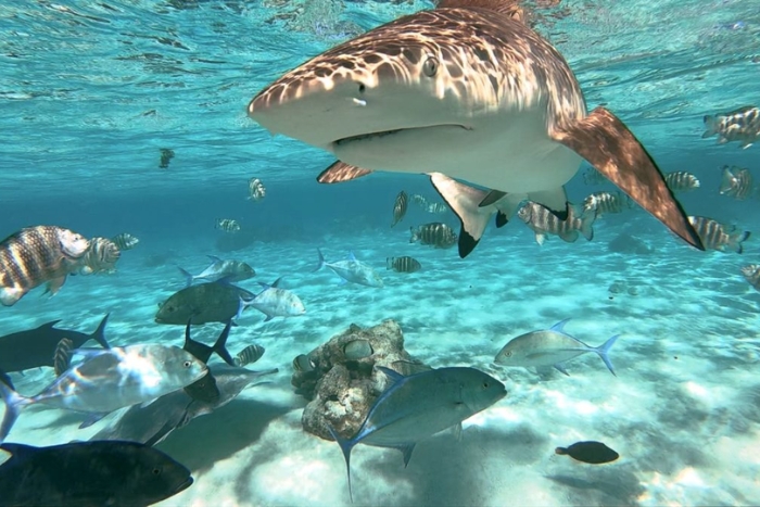 Shark Point - un incontournable à Koh Phi Phi