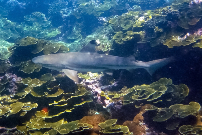 Snorkeling avec les requins de récif à Phi Phi