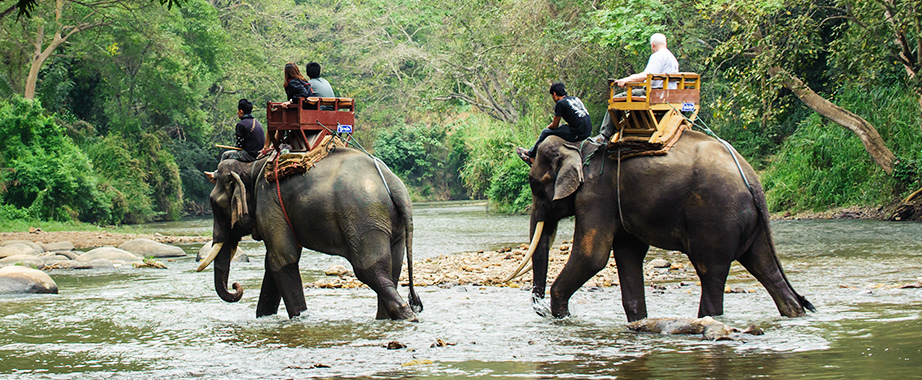 Balade à dos d'éléphant à Chiang Mai