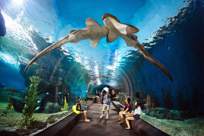 Que faire à Pattaya 5 jours ? Visitez l’aquarium Underwater World Pattaya