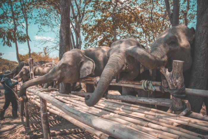 Sanctuaire des éléphants de Phuket, pour les amoureux des animaux