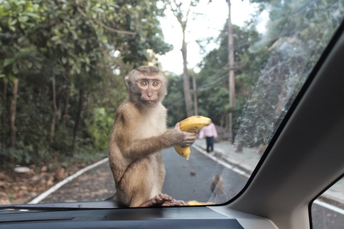 Explorer les singes à Khao To Sae, Monkey Hill