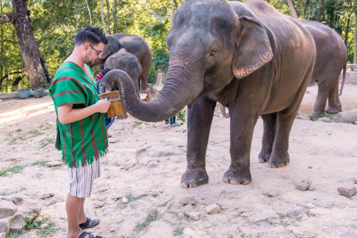 Rencontre magique avec les éléphants pendant votre itinéraire à Phuket 7 jours