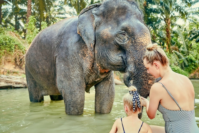 Elephant Jungle Sanctuary &agrave; Phuket