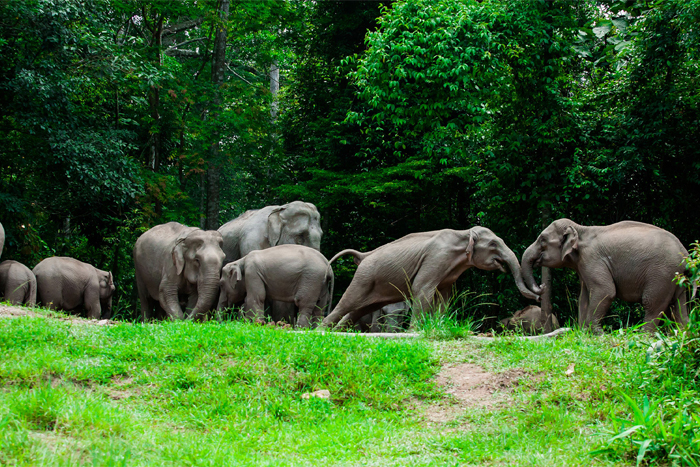 Le parc national de Khao Yai, l'un des plus grands de Thaïlande