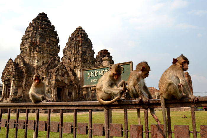 Lopburi: La ville des singes