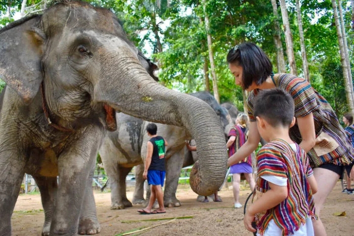 Que faire avec des enfants au sud Tha&iuml;lande ? D&eacute;couvrez un sanctuaire d&rsquo;&eacute;l&eacute;phants &agrave; Koh Samui