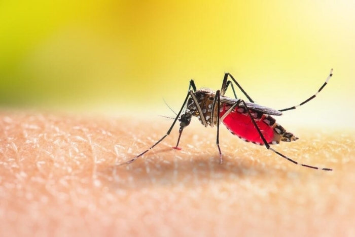 Qu'est-ce que la dengue ?