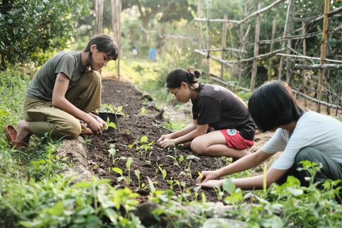 À Pun Pun Organic Farm, vous pouvez participer directement à la culture des légumes