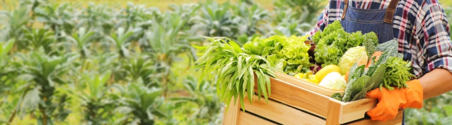 Si vous aimez la nature, pourquoi ne pas essayer une visite de ferme écologique en Thaïlande ?