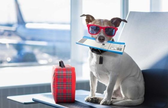 Conseils Pour Voyager En Thaïlande Avec Son Chien