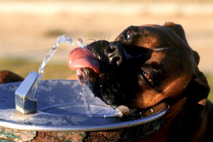 Prévoyez des solutions pour rafraîchir votre chien pendant votre voyage