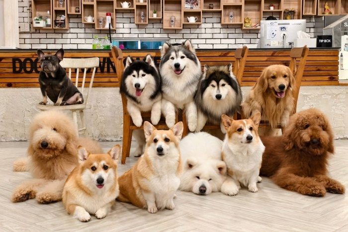 Enregistrez cette liste de cafés pour chiens adorables en Thaïlande !