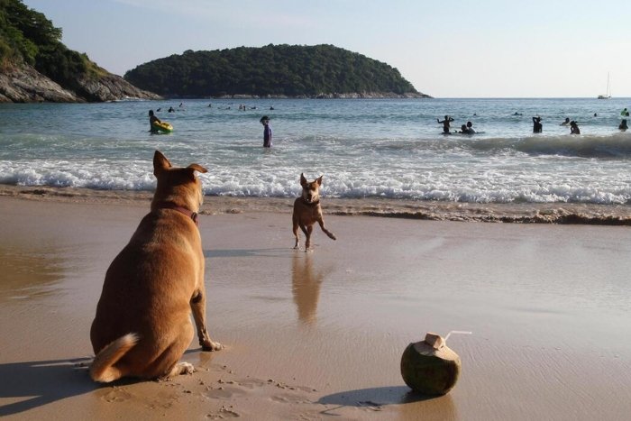 Profitez de la plage avec votre compagnon à quatre pattes en Thaïlande