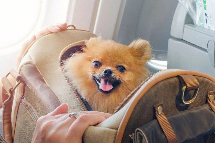 Il est tout à fait possible de prendre l’avion pour la Thaïlande avec son chien