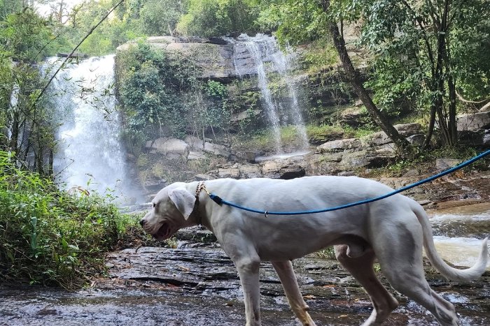 Vous pouvez explorer la nature avec votre compagnon à quatre pattes à Chiang Mai