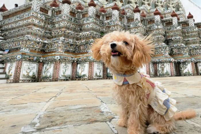 Certains sites touristiques acceptent les petits chiens dans un sac ou une poussette