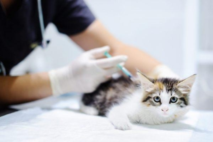 Le calendrier vaccinal (Vaccins à jour)