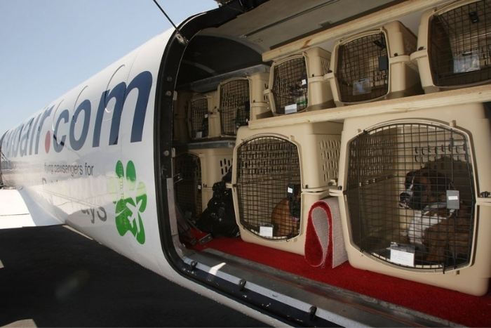 Transporter un animal en avion vers la Thaïlande