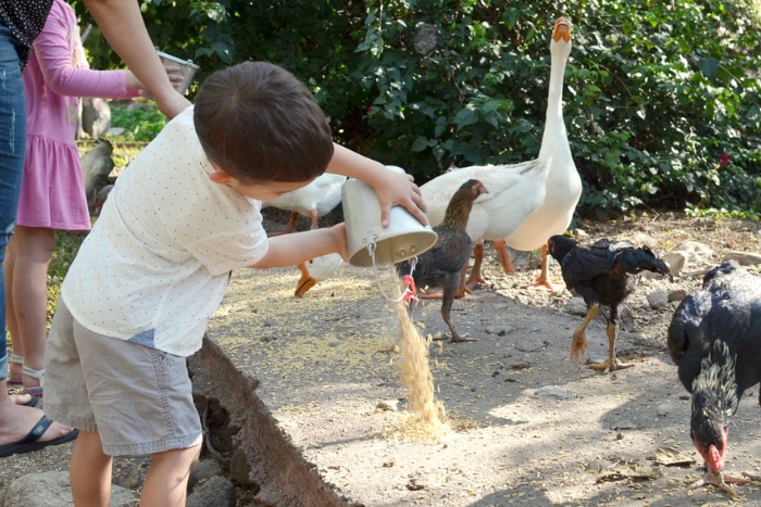 Nourrir des animaux