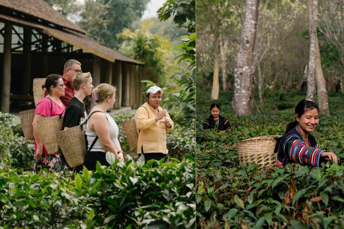 Visite du jardin de thé Araksa Mae Taeng