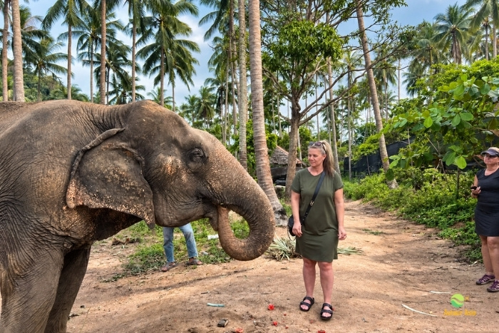 Moment privil&eacute;gi&eacute; avec les &eacute;l&eacute;phants &agrave; l&rsquo;Elephant Jungle Sanctuary &agrave; Chiang Mai