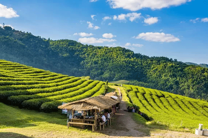 Plantations de thé à Mae Salong - nord Thaïlande en 7 jours