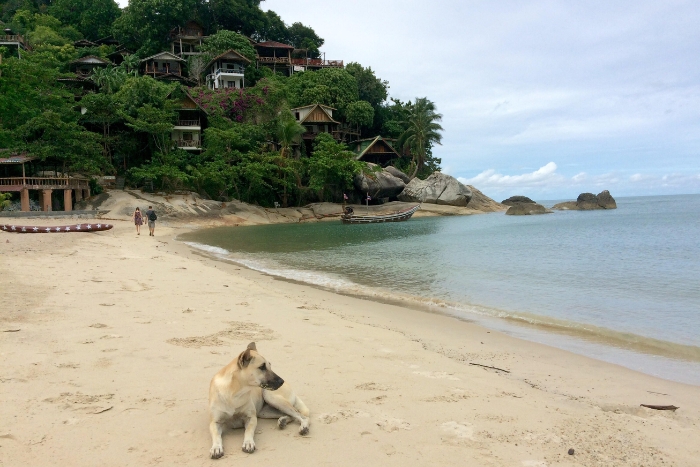 Moment de d&eacute;tent sur la plage dans votre voyage avec chiens en Tha&iuml;lande