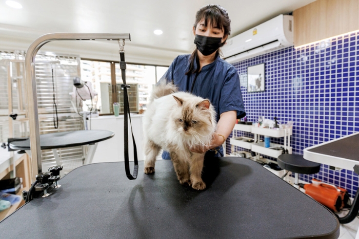 Trouvez une clinique v&eacute;t&eacute;rinaire &agrave; l'avance pour assurer un voyage avec chiens sans encombre