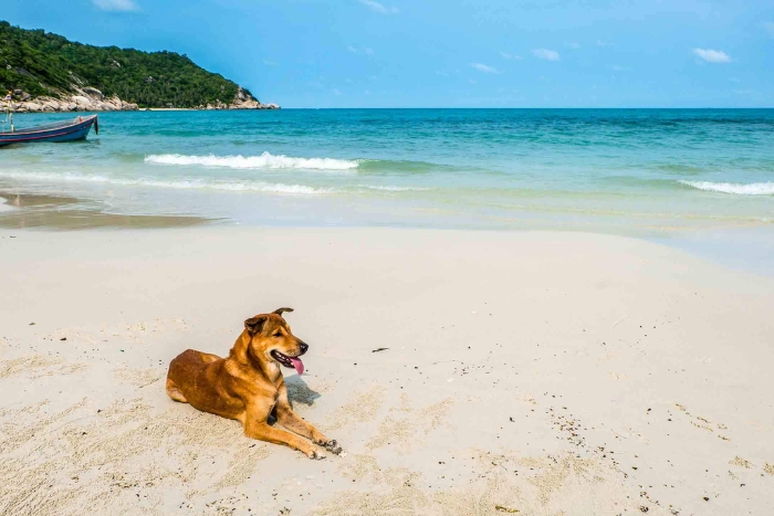 Explorez les plages &agrave; Koh Samui dans votre voyage avec animal de compagnie en Tha&iuml;lande