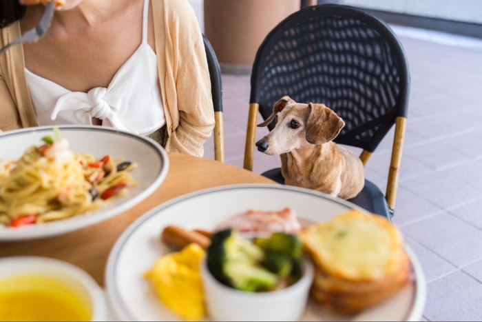 Khao Yai est pet-friendly pour votre voyage avec chiens en Tha&iuml;lande
