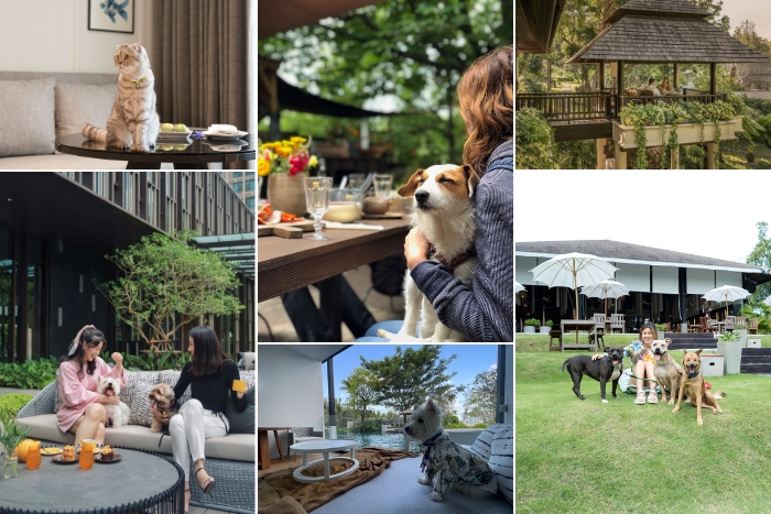 H&eacute;bergements pet-friendly pour voyager avec chiens en Tha&iuml;lande