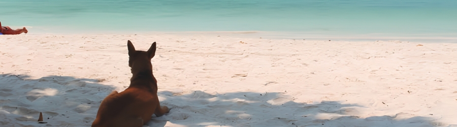 Que faire dans un voyage en Thailande avec un animal de compagnie ?
