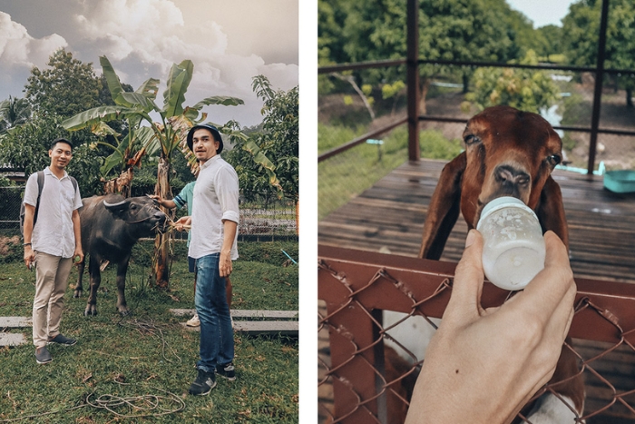 Lors d’un week-end à la ferme Thaïlande, vous aurez l’occasion de nourrir les animaux