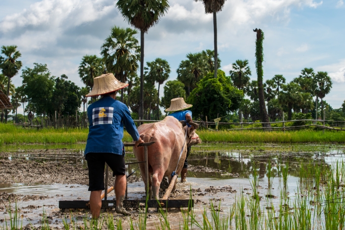 Expériences des travaux agricoles pendant votre séjour à la ferme thaïlandaise