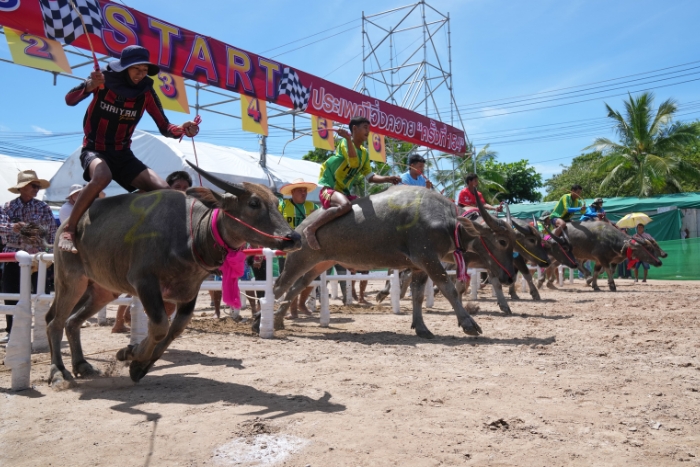 Que faire à la campagne Thaïlande ? Courses de buffles, un festival dans la campagne thaïlandaise