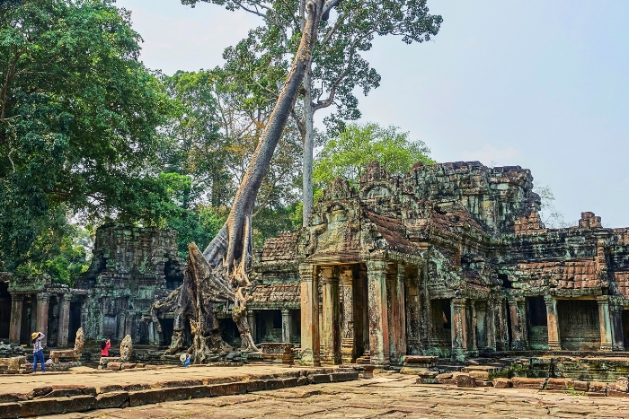 Les racines g&eacute;antes enlacent les ruines de Ta Prohm