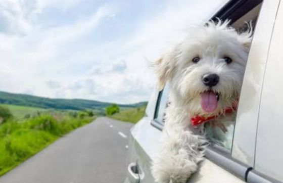 Quel Itinéraire De 2 Semaines Au Vietnam Avec Son Chien ?
