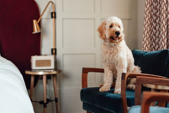 Un h&eacute;bergement adapt&eacute; facilite le quotidien avec son chien