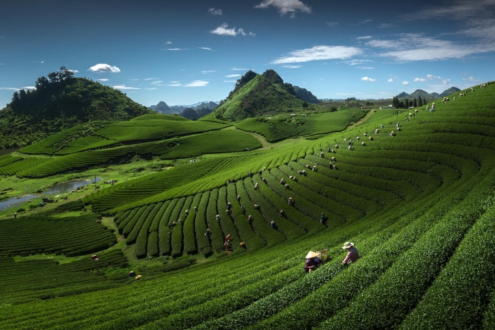 Le paradis vert de Moc Chau au cœur du nord-ouest du Vietnam