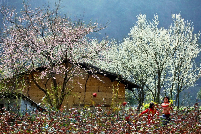 Sapa en janvier, entre brume et pruniers en fleurs