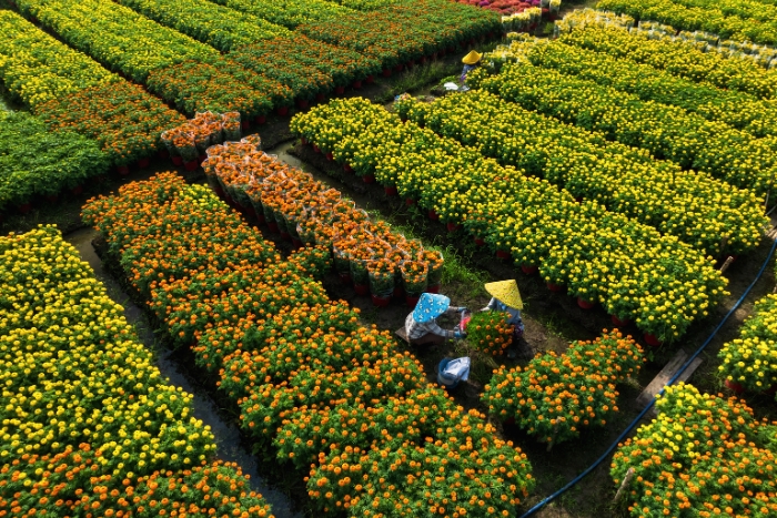 Sa Dec et ses fleurs, un arrêt charmant pour visiter le Vietnam en solo