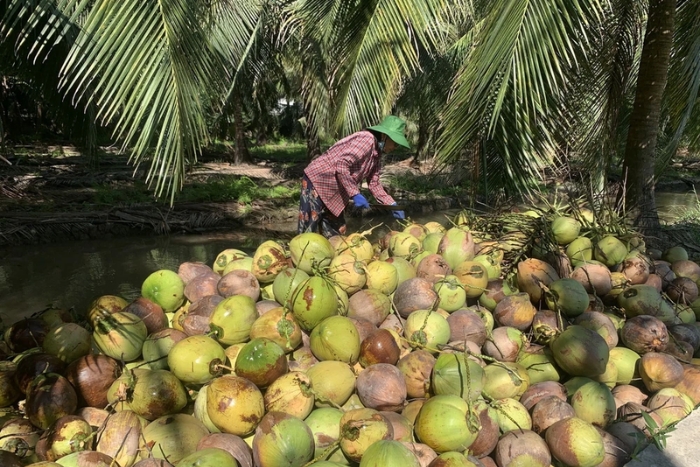 Noix de coco à Ben tre