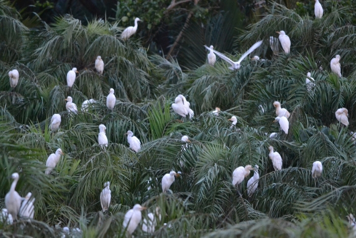 Réserve ornithologique de Vàm Hồ – Admirer la beauté spectaculaire de la nature