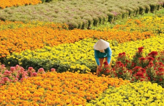 Que Faire À Ben Tre ? Visiter Cho Lach, Un Incontournable À Ben Tre