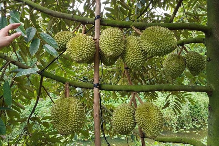 Visiter les vergers de durians