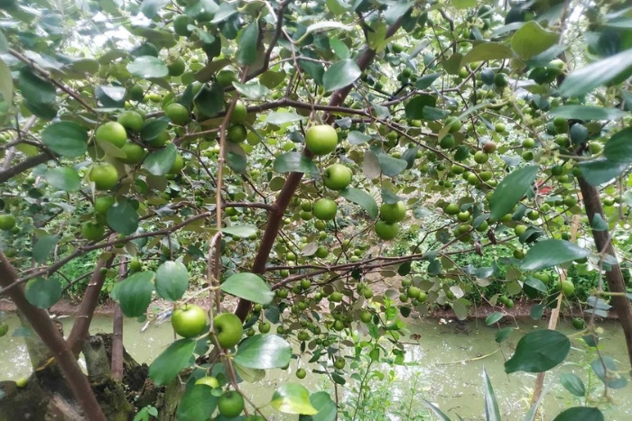 Que manger à An Giang ?