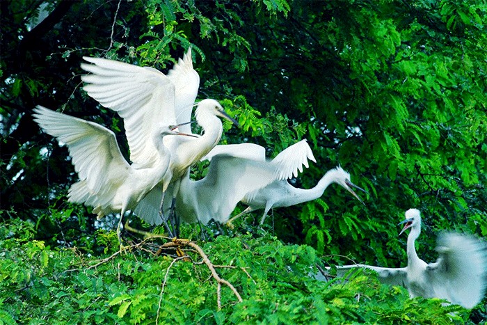 La réserve ornithologique de Vam Ho