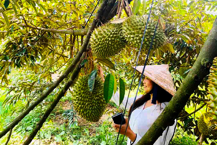 Vous visitez Ben Tre pendant la saison des pluies ? Ramenez des fruits en cadeau